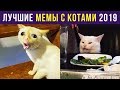 Приколы с котами. ЛУЧШЕЕ ЗА 2019 ГОД | Мемозг