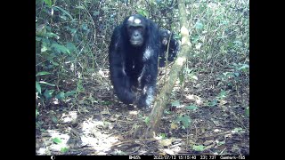 Rare chimpanzee camera trap footage! by Born Free Foundation 582 views 3 months ago 40 seconds