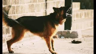 SUARA ANJING MENGGONGGONG~ SERAM