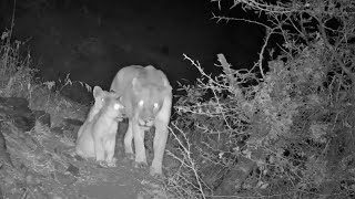 A Lioness and Her Beautiful Cubs at Olifants River