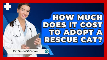 How Much Does It Cost To Adopt A Rescue Cat? - PetGuide360.com