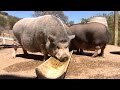Pig rescue farm is hog heaven