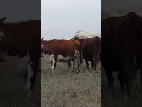 Видео: Порода крави Шароле: характеристики на породата