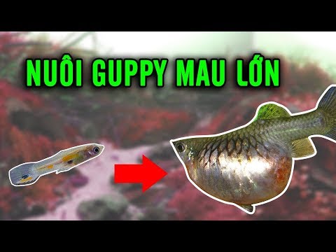 Kinh Nghiệm Nuôi Cá Bảy Màu - Kinh nghiệm nuôi guppy mau lớn