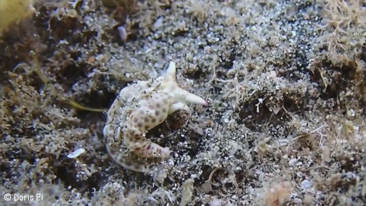 Augenfleck-Samtschnecke (Plakobranchus ocellatus)