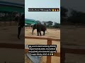 ಕೃಷ್ಣ ಕಿರಿಯ ಕುಮ್ಕಿ 🔥|#elephant #shortvideos #shortsfeed #shortsviral #follower #follow #viralshorts