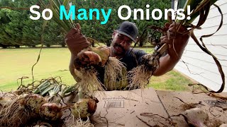 Introducing our Chickens and Harvesting Onions and Garlic