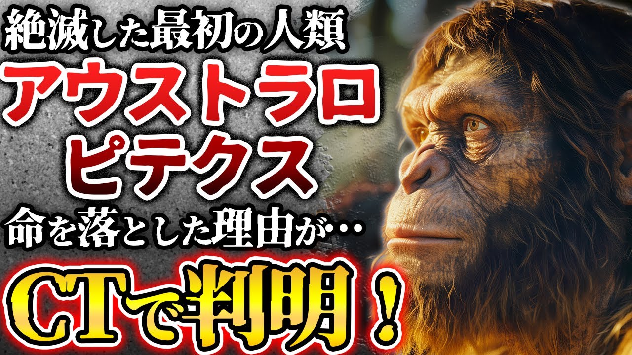 アウストラロピテクス|Historist(ヒストリスト) – 自然人類学第7回講義資料 – YMCOWA