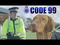 Police Dog Training UK | Code 99 Police Dog Training UK | Code 99