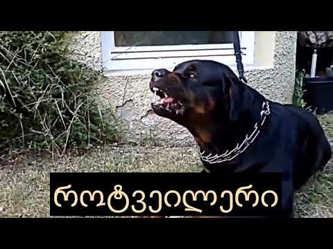 ვიდეო: თეძოს დისპლაზია, მსხვილი ჯიშის ძაღლების საერთო მდგომარეობა