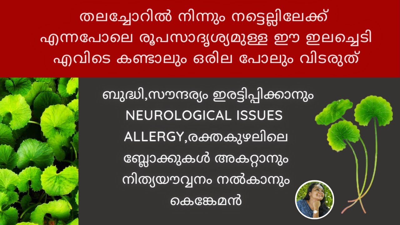 ഓർമ്മശക്തി കൂട്ടാൻ തുടങ്ങി ബ്രയിനിലെ നശിച്ച കോശങ്ങളെ പുനർജീവിപ്പിക്കാൻ കഴിവുള്ള അത്ഭുത ഇല|ഫലം ഉറപ്പ്