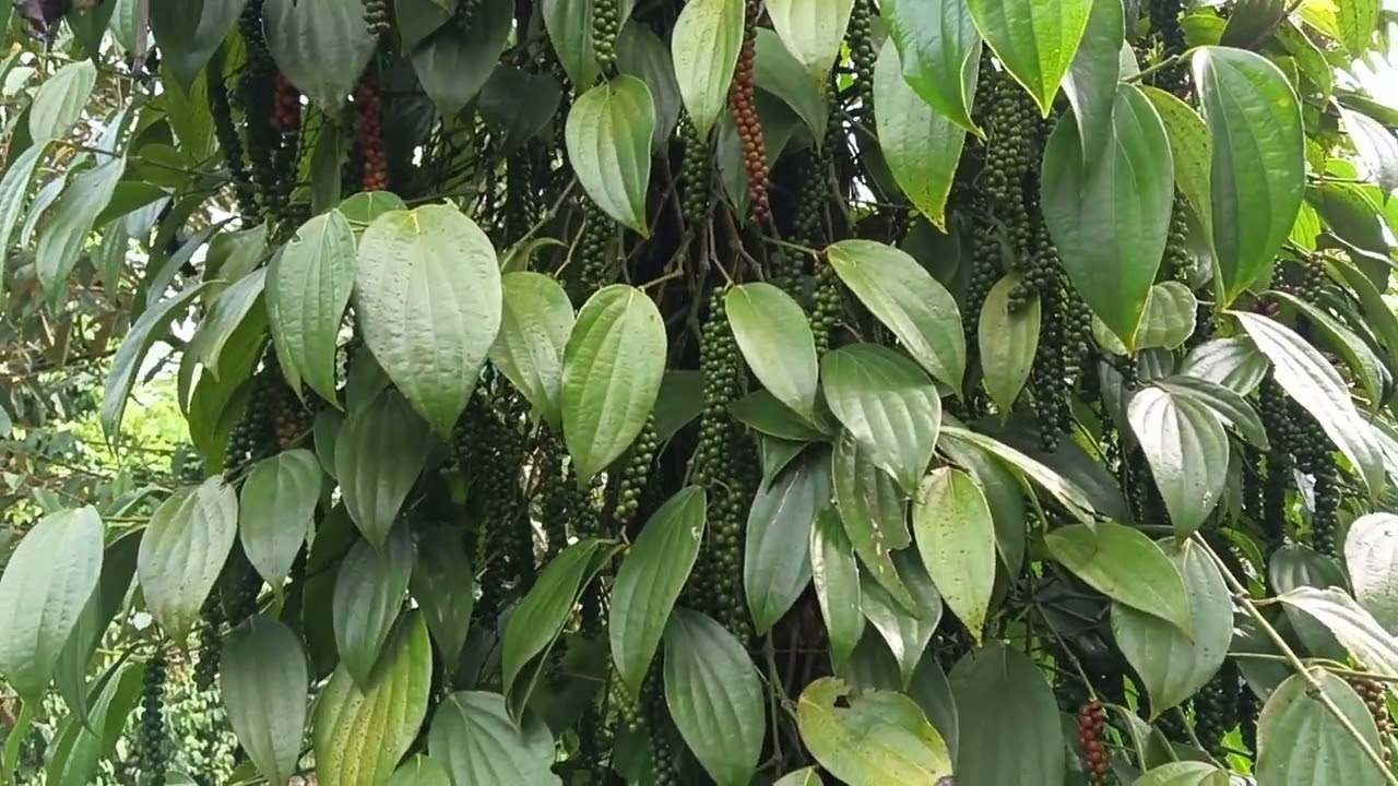 Hiện tại bên mình đã hết giống tiêu (Si Đỏ) Hẹn các bạn Đầu tháng hai âm lịch mình sẽ có lại.