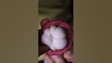 First Time Trying Mangosteen