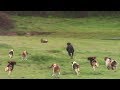 Cazando Conejos con Perros Beagles | Caceria de conejos | Conejeo