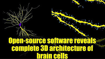Open-source software reveals complete 3D architecture of brain cells