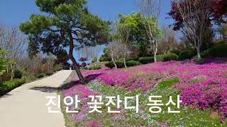 꽃잔디동산 영상