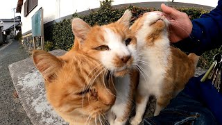 通りにある謎のコンクリートのベンチに行くと野良猫がモフられに集まってきた。そしてみんな付いてくる