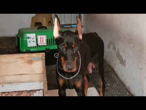 Video: Doberman Pinscher Raca E Qenit Hipoallergjik, Shëndetit Dhe Jetës