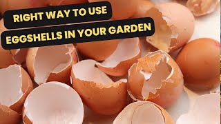 Stop Throwing Raw Eggshells in Your Garden! (Do THIS Instead for Fast Calcium)