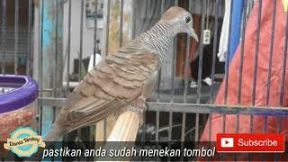 Download lagu Suara Perkutut Masteran Terbaru 2018 Juara Nasional Seni Suara Perkutut Piala Hamengku buono Suara Perkutut Masteran Terbaru 2018 Juara Nasional Seni Suara Perkutut Piala Hamengku buono
