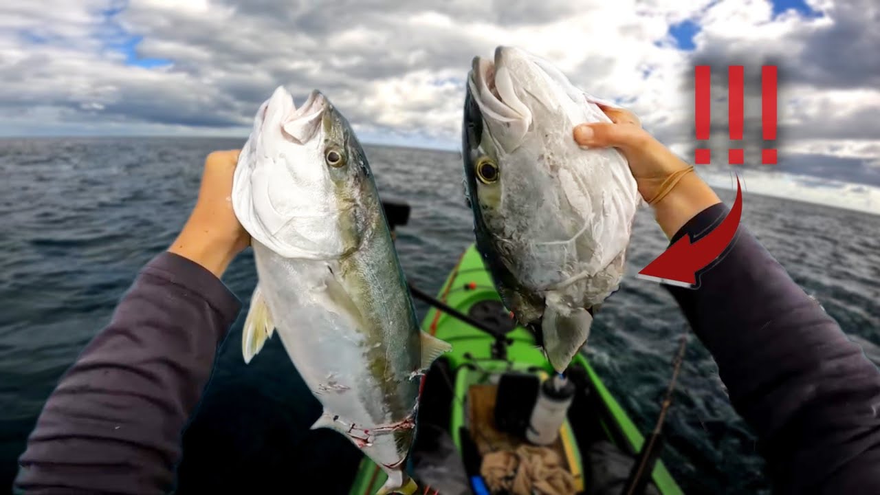 BIG FISH, BIGGER SHARKS!!? (Everywhere)