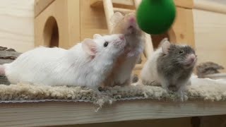 Target Training the Gang