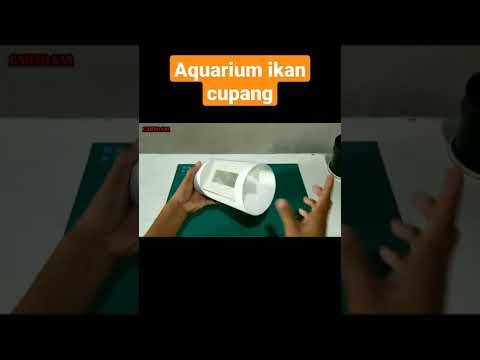 DIY Aquarium ikan cupang #shorts