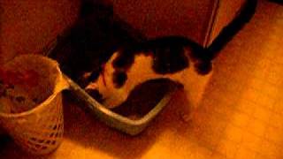Kitty pottying video.AVI