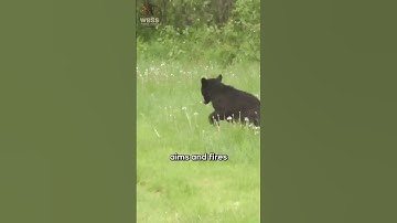 🦨 How Skunks Warn You Before They Spray #skunks #animals