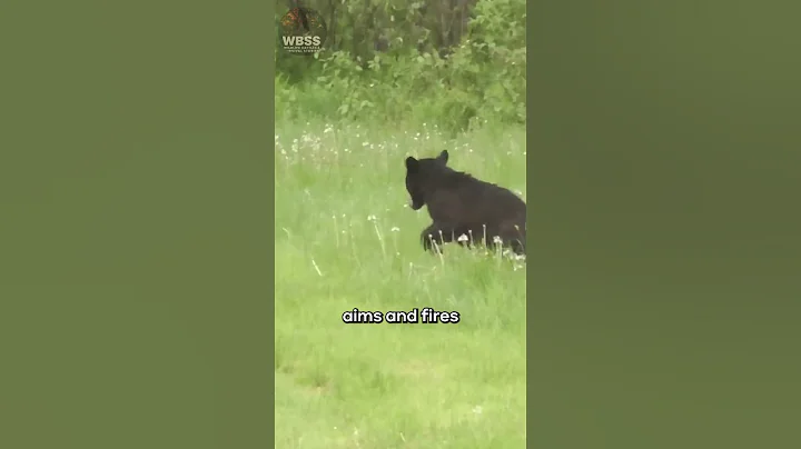 🦨 How Skunks Warn You Before They Spray #skunks #animals