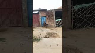 short video #kharusa #automobile #orai #farming #trend #palestine #palworld