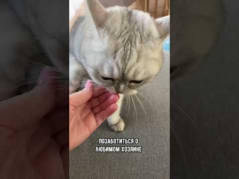 Почему кошка лижет руки