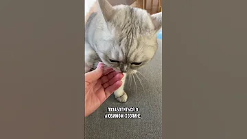 Почему кошка сначала кусает, а затем облизывает руку #коты #кот #кошка