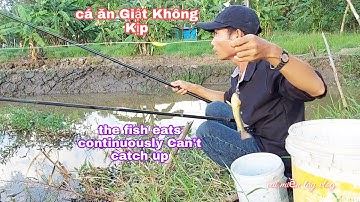 Câu Cá Rô Đồng,Cá Ăn Giật Không Kịp_ Săn Bắt Miền Tây | Vui Miền Tây Vlog