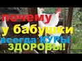 Заболели Куры?Старое,Эффективное Средство для Лечения Птицы//Простуда у Кур Несушек