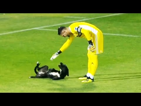 Video: Estos perros salvan vidas jugando futbol