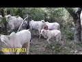 Arreando las vacas a un nuevo potrero