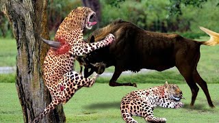 Wildebeest Herd Take Revenge! Leopard Died Tragically After Daring To Kill The Baby Wildebeest