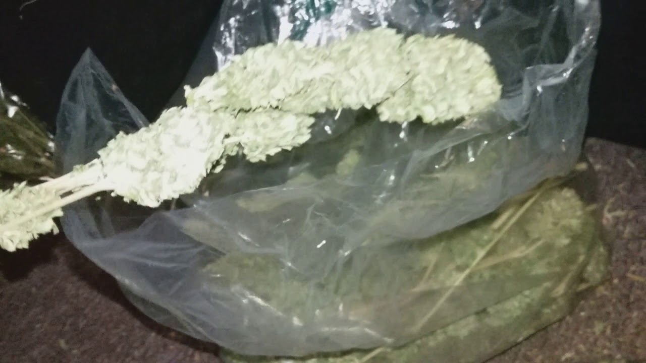 Drying room & the different stages of the drying & curing process YouTube