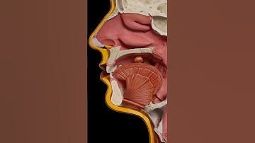 How We Swallow | Complete Anatomy