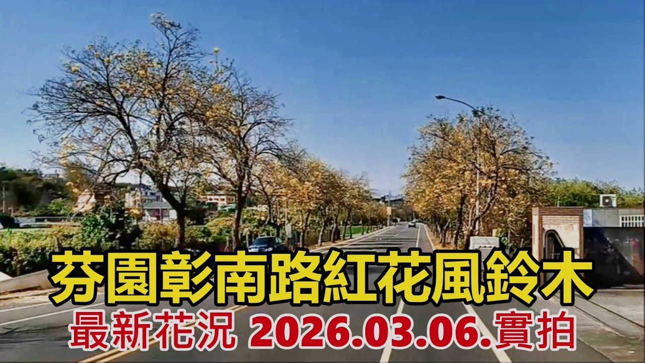 芬園彰南路黃花風鈴木 最新花況 2026.03.06.實拍4k