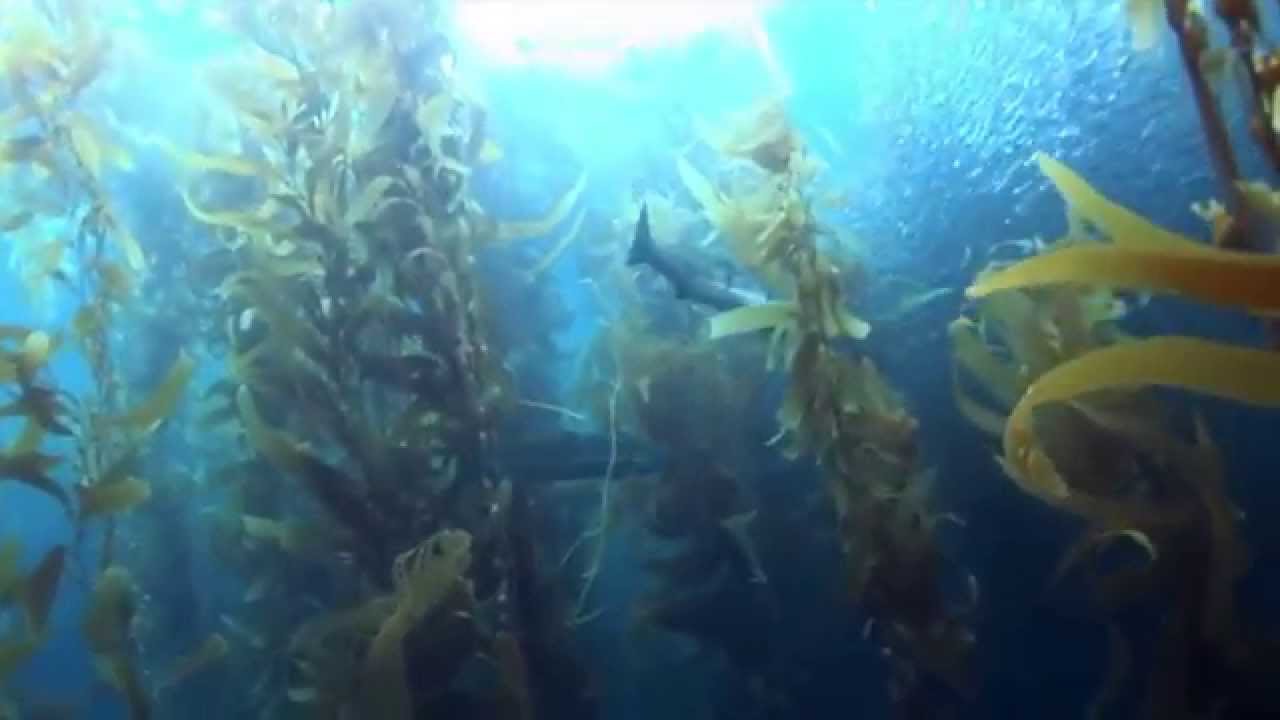 White Sea Bass Spearfishing with Terry Maas Pescasub Chasse sous