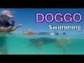DOGGO Swimming on a Beach: Have You Seen This Dog?