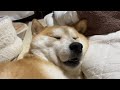 飼い主の隣で野生をなくしている柴犬 #柴犬 #shibainu