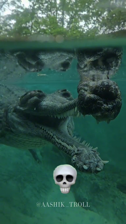 Crocodile Can't be Scary 💀