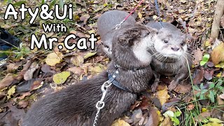 It seems that the quarrelsome Ui has learned how to make otter friends! [Otter life Day 641]