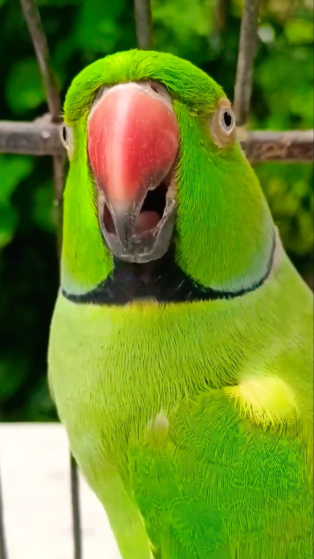 Patli kamaria Hi Hi Hi??? #shortsfeed #shots #ponnusword ?