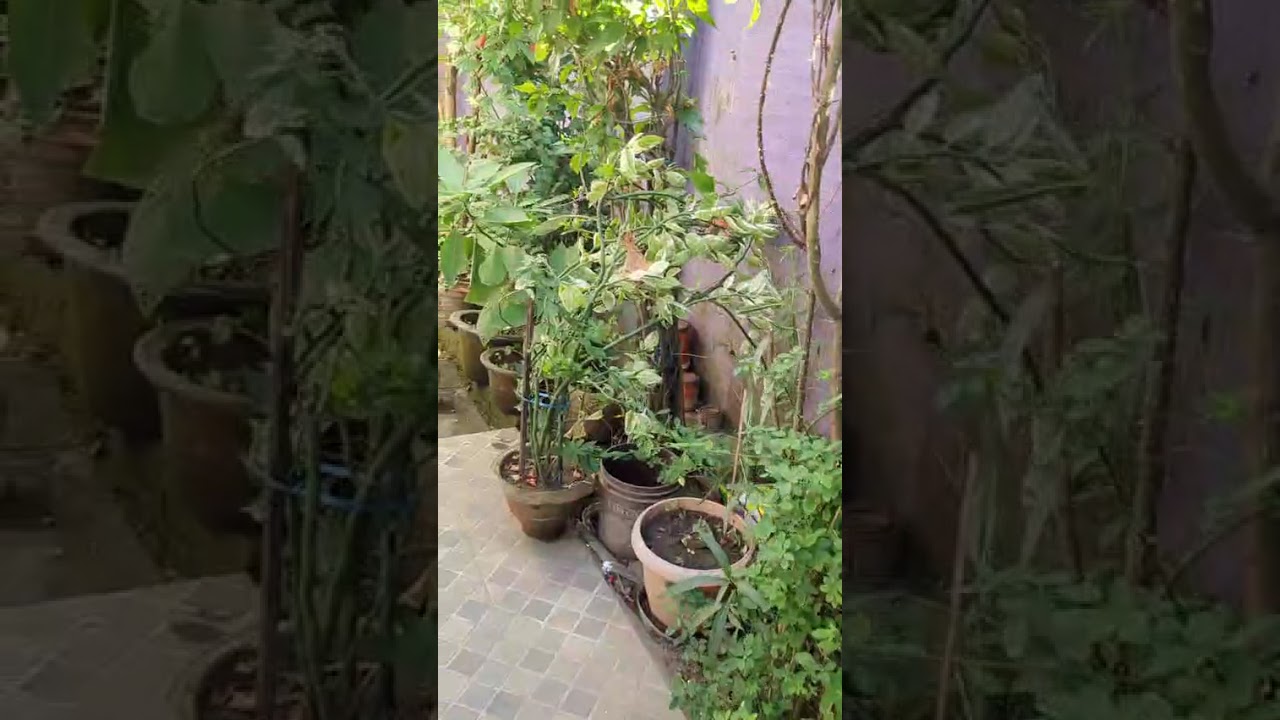 House for sale in Shivmandir, halermatha, 7.5 kattha land, 