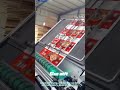 Automatic Flute Laminating Machine #carton