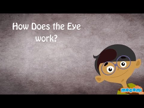 Human Eye Structure and Function - Human Body Parts| Science for Kids